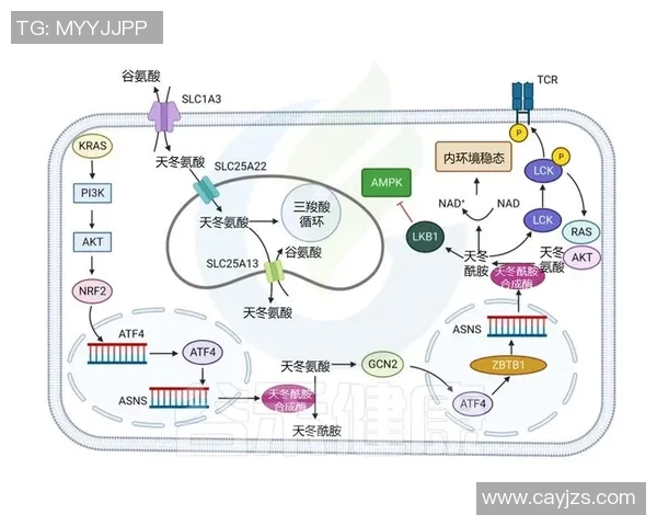 探索奥蓬达的魅力与价值:揭示其在现代社会中的重要性与影响力 探索奥蓬达的魅力与价值:揭示其在现代社会中的重要性与影响力